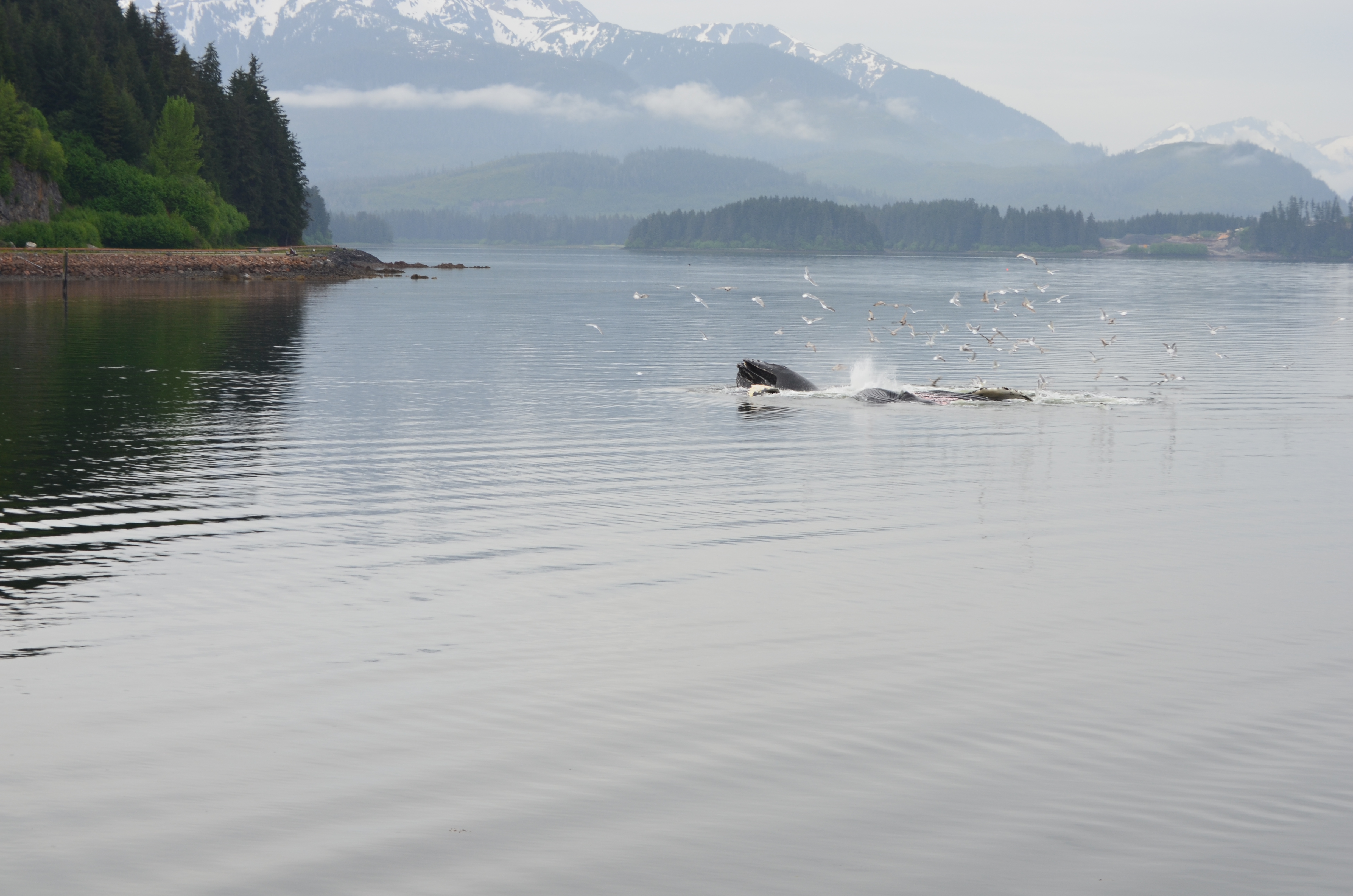 ./2017/08 - Alaska Cruise/10 - Icy Strait Point/DSC_0227.JPG